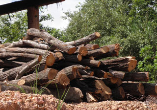 伐採されたウバメガシ